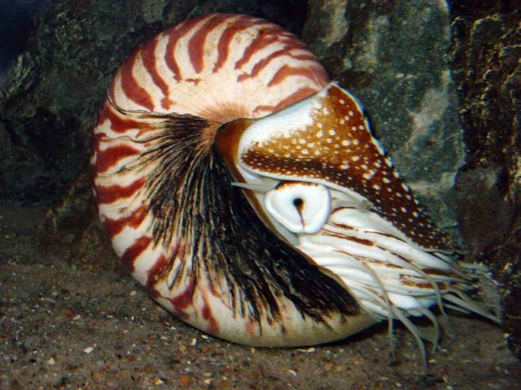 Ammonite vivant