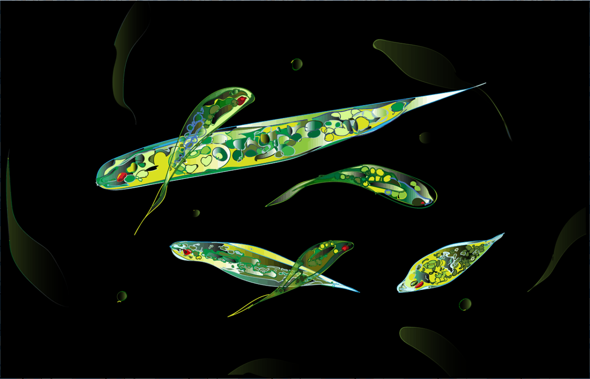 ユーグレナ プラス euglena plus +の+spbgp44.ru