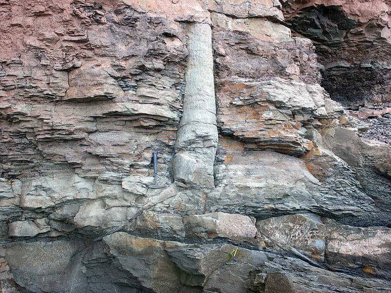 Arbre fossilisé - Fossile polystrate