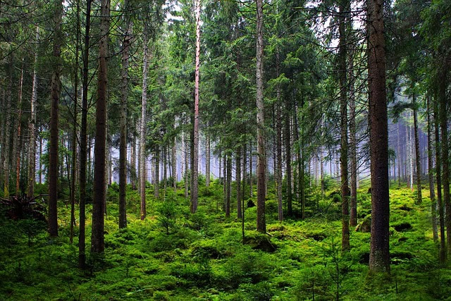 De l’Arbre de la Vie de Darwin à la Forêt de la Vie de Moïse : Deux visions de l’histoire du vivant