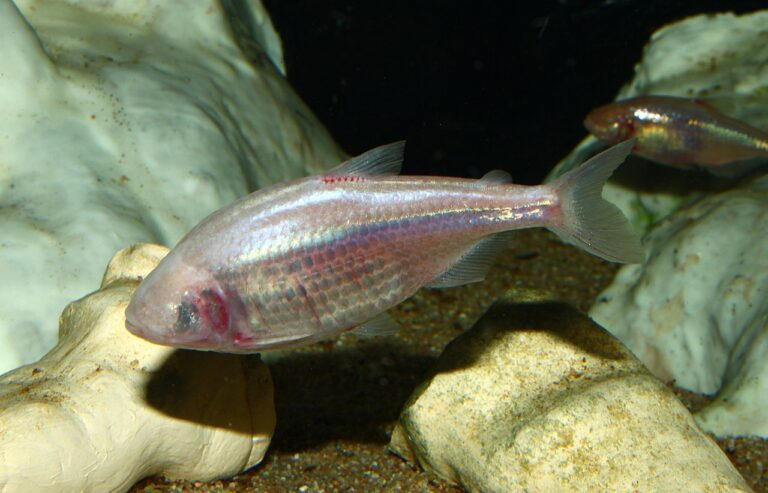 Adaptation des Poissons Cavernicoles: TSE VS CET