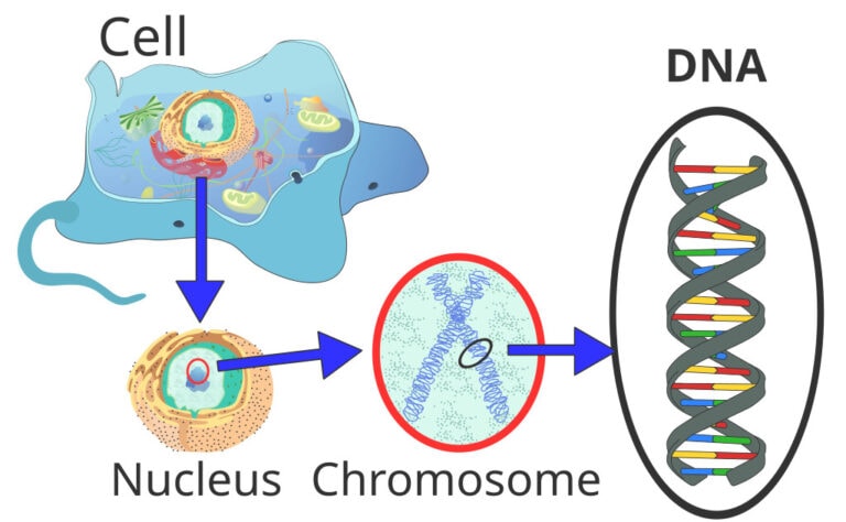 ADN, ARN, ATP: Un Dessein Irréductiblement Complexe