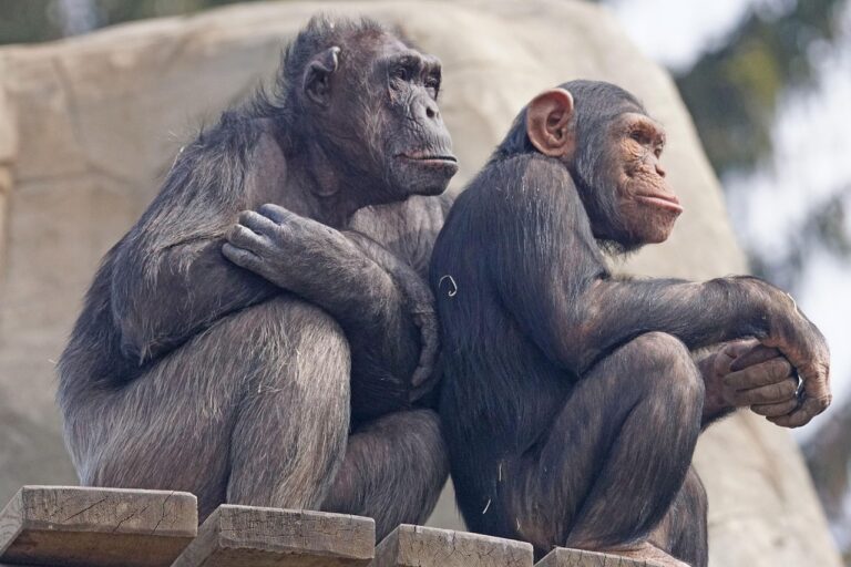 ADN Humain vs Chimpanzé: Une divergence bien plus grande que prévu?