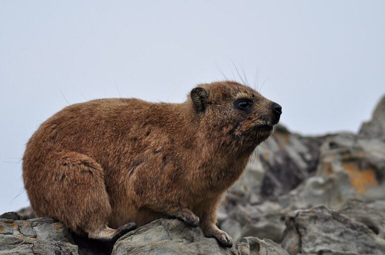 Réponse créationniste à la vidéo « les preuves de l’évolution » de Passe-Science – sur la répartition géographique (7)