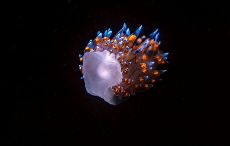 Réponse créationniste à la vidéo « les preuves de l’évolution » de Passe-Science – sur les hiérarchies emboîtées (6)