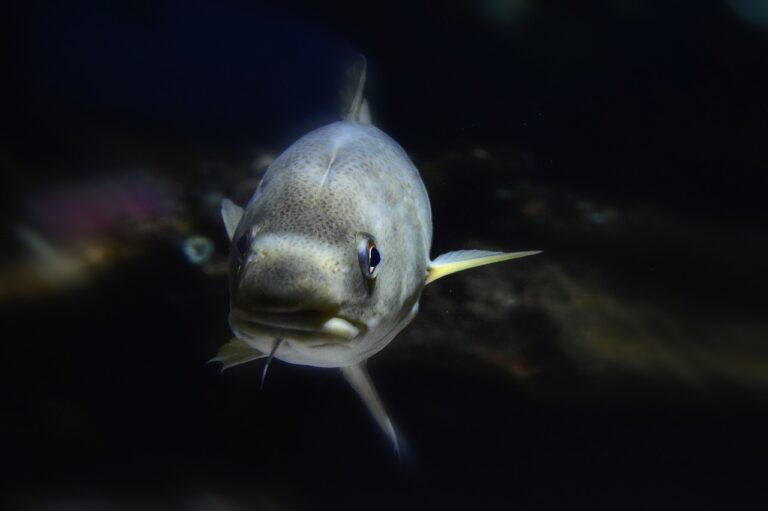 Les Protéines Antigels des Poissons: Sélection Naturelle ou Dessein?